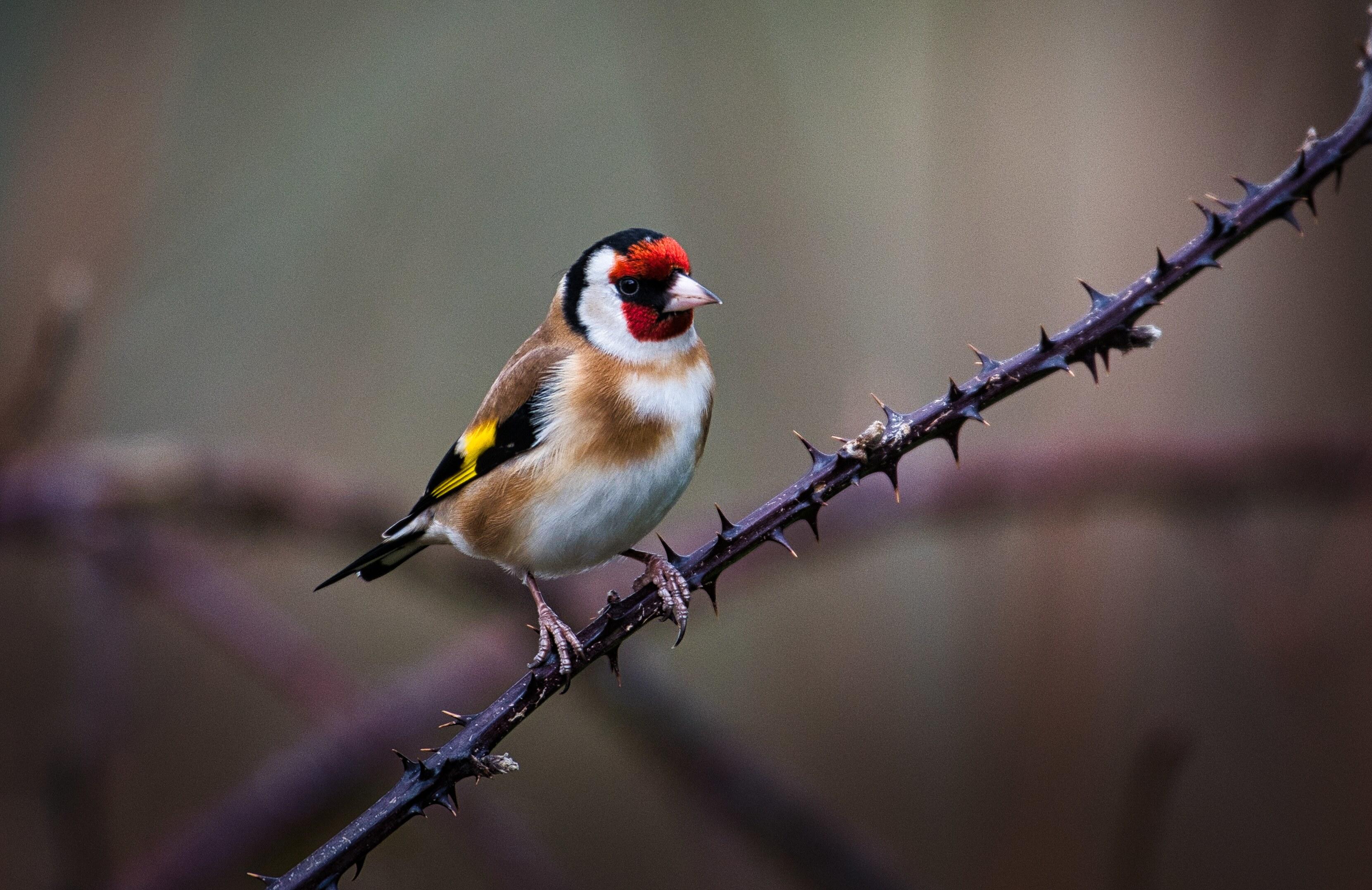 Goldfinch.