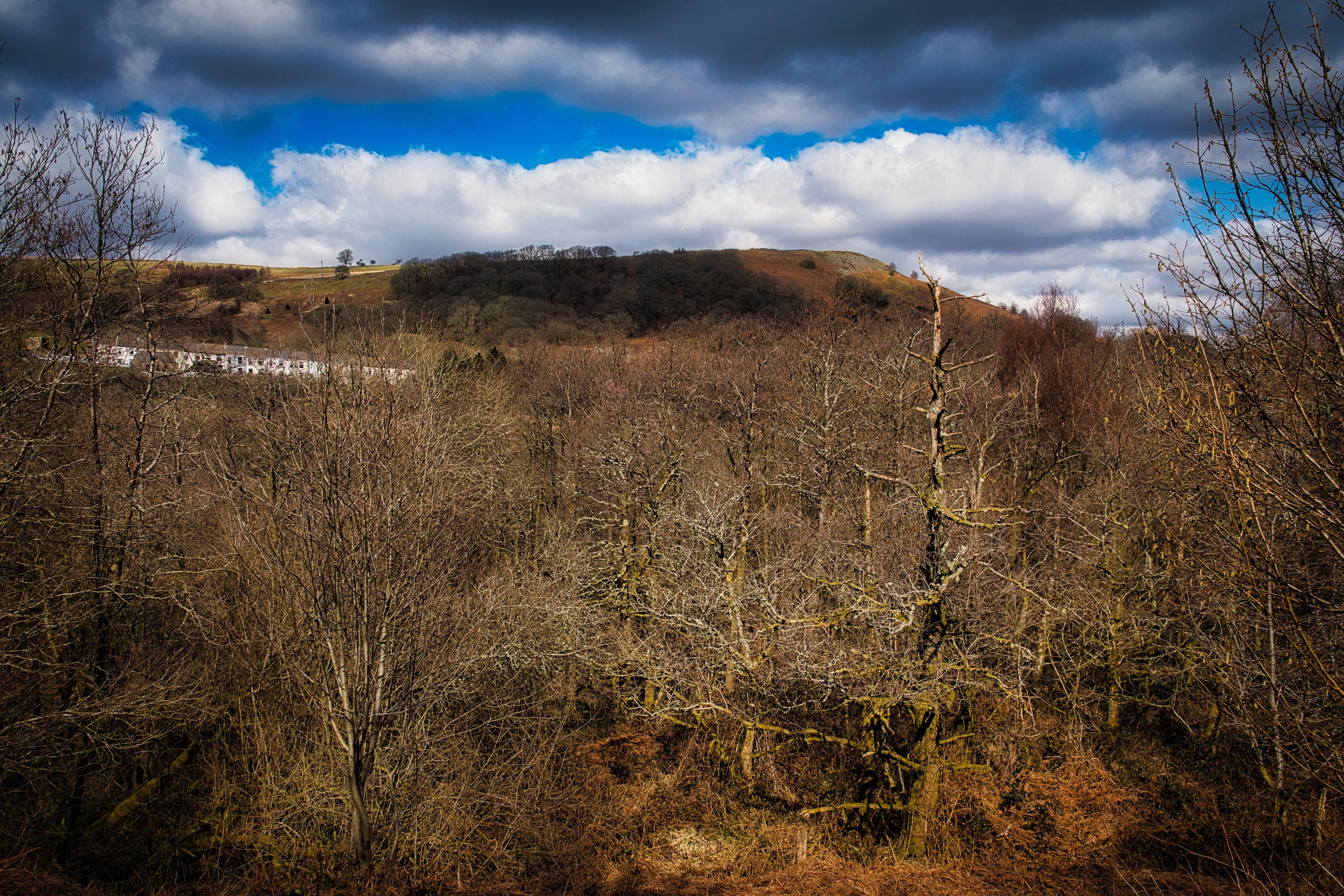 Deadwood.