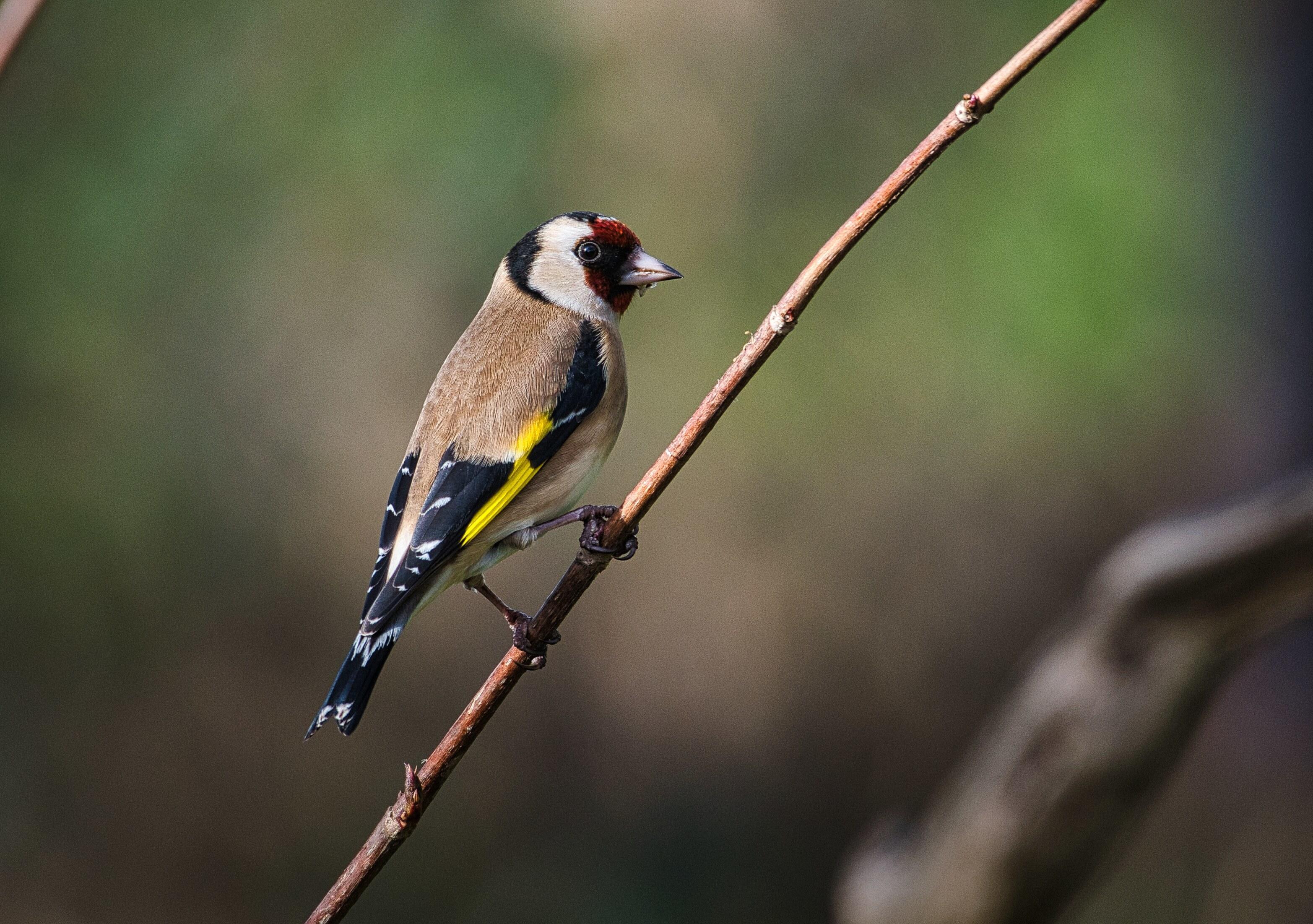Goldfinch.