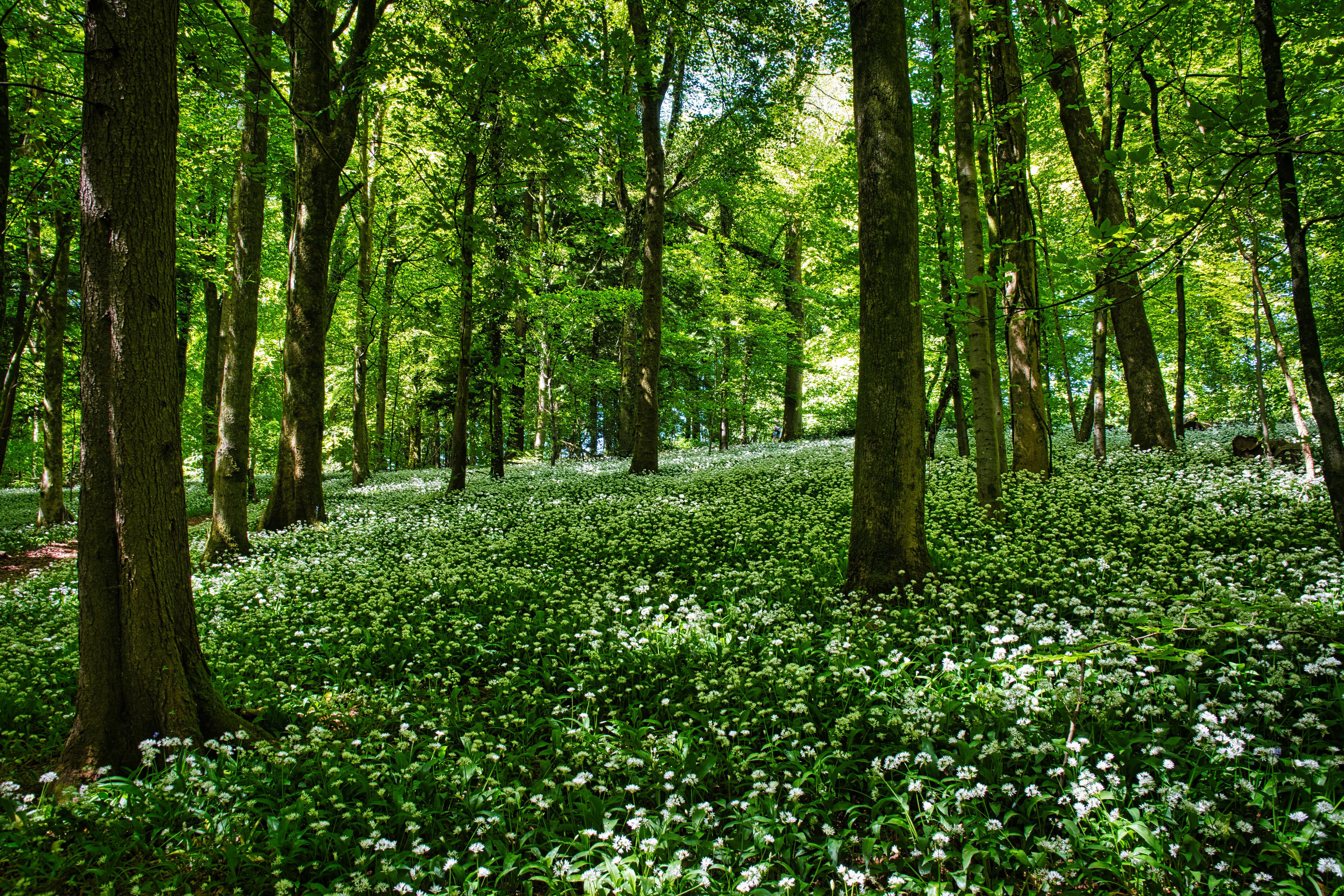 Wild garlic carpet.