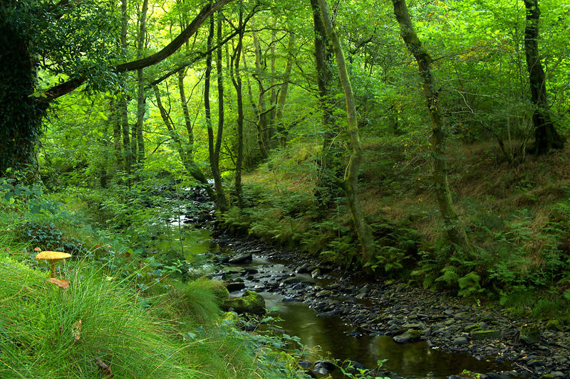 Forest Floor, Cwm Clydach