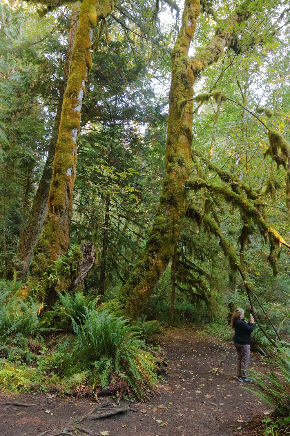 Marymere Falls Trail