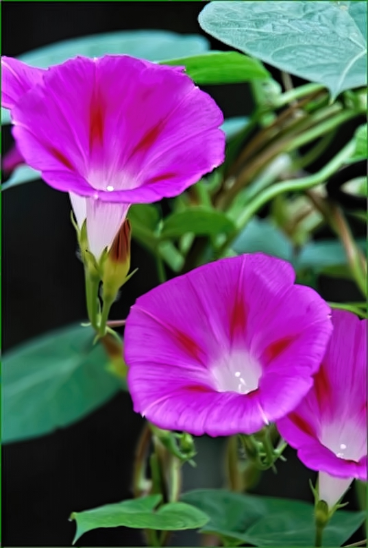 Morning glory