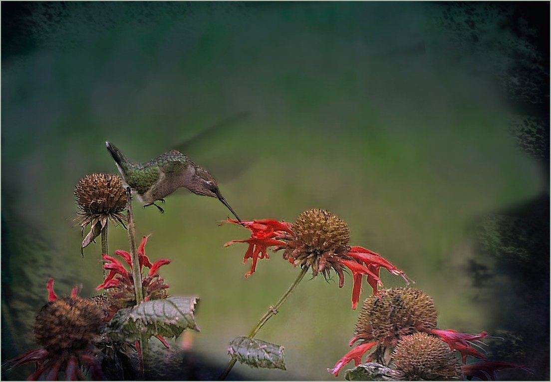 Hummingbird at Bee Balm Flower