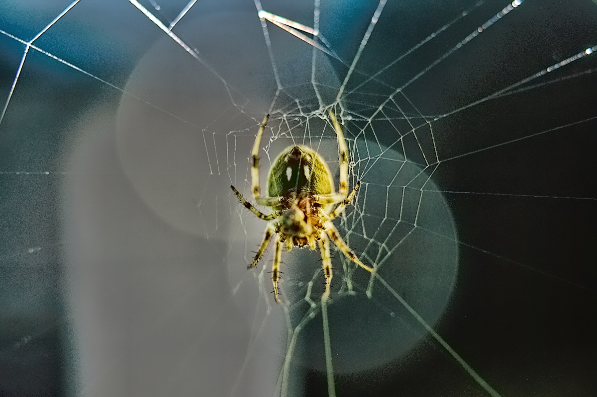 Spider, Not sure what kind ..