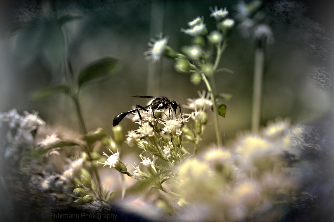 Wasp
