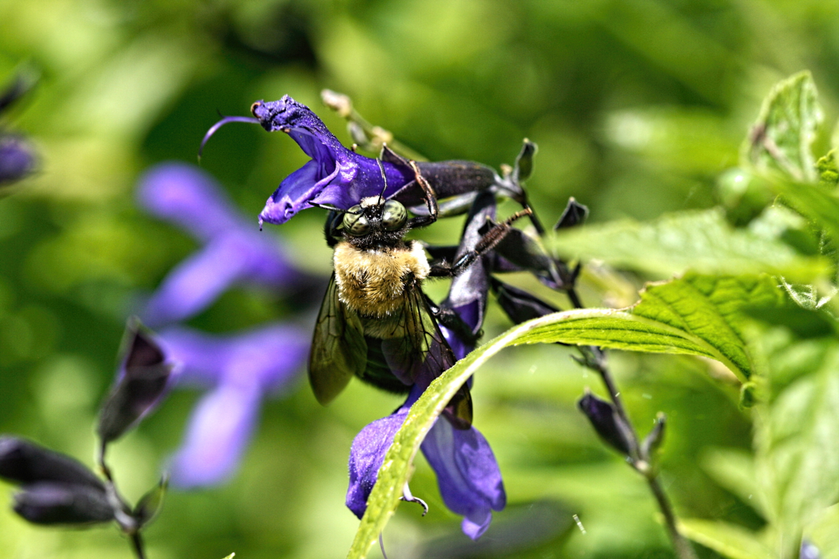 Carpenter Bee