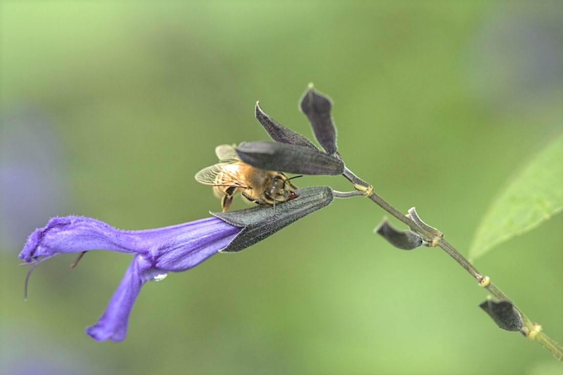 Honey Bee