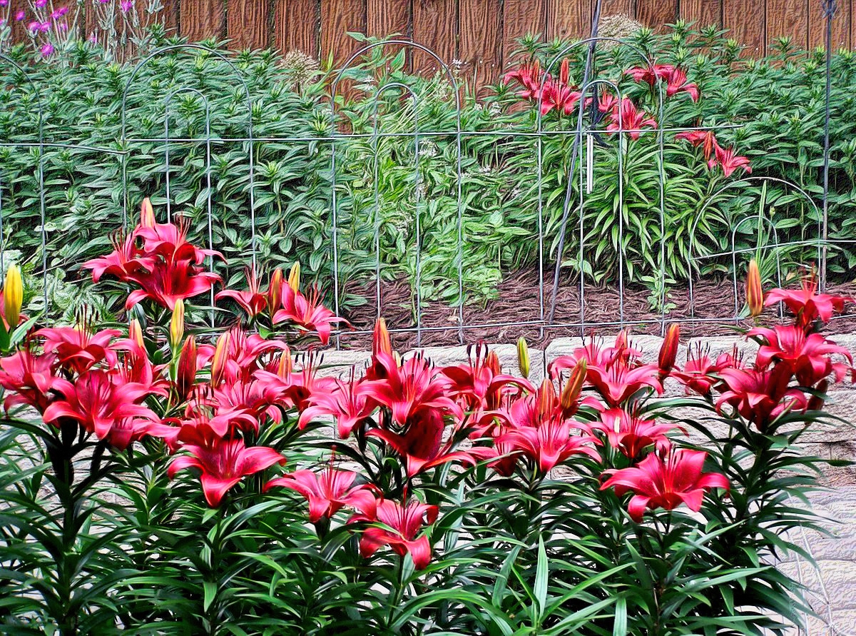 Lilly Garden