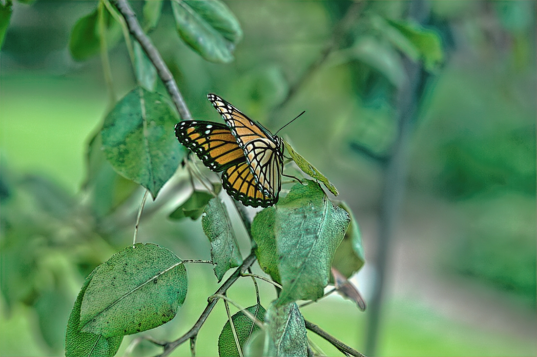 monarch