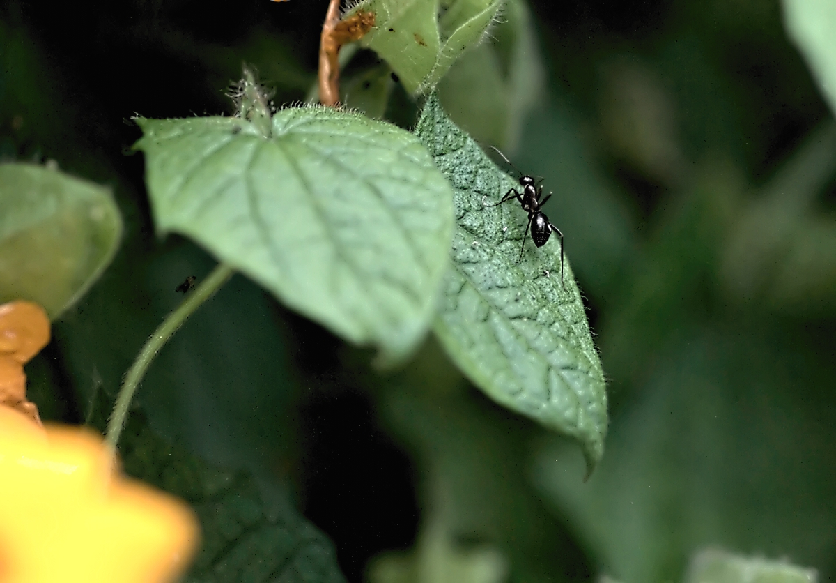 Black Ant
