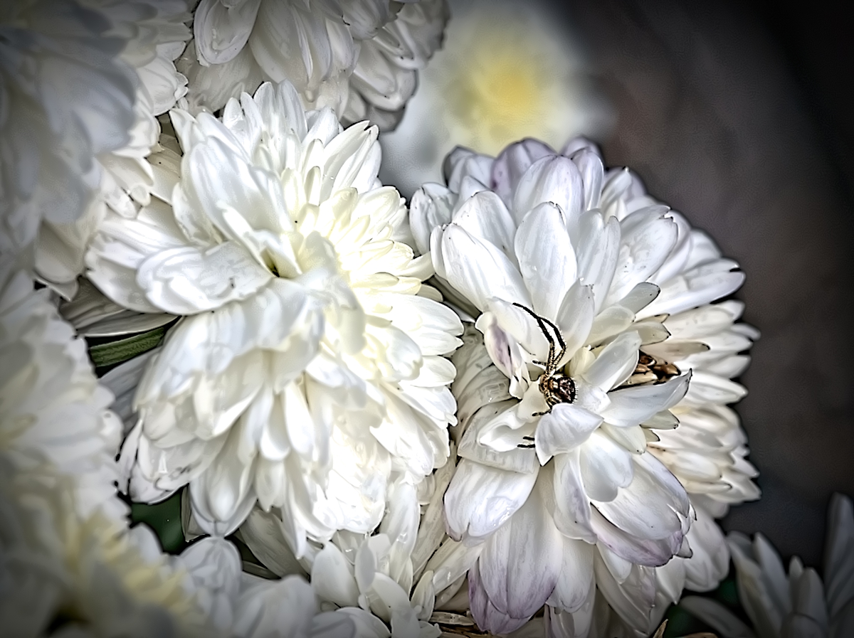 Crab Spider on mums