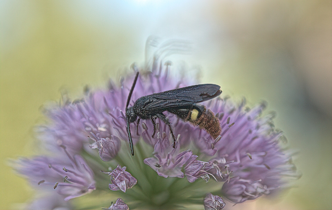 wasp
