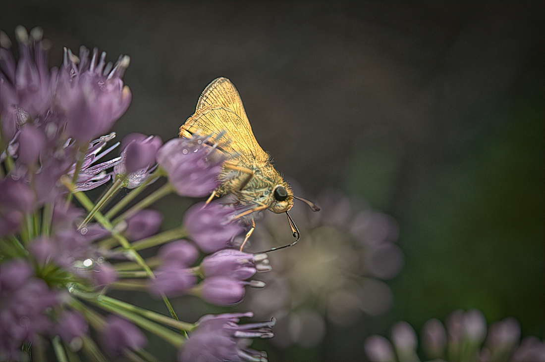 Skipper