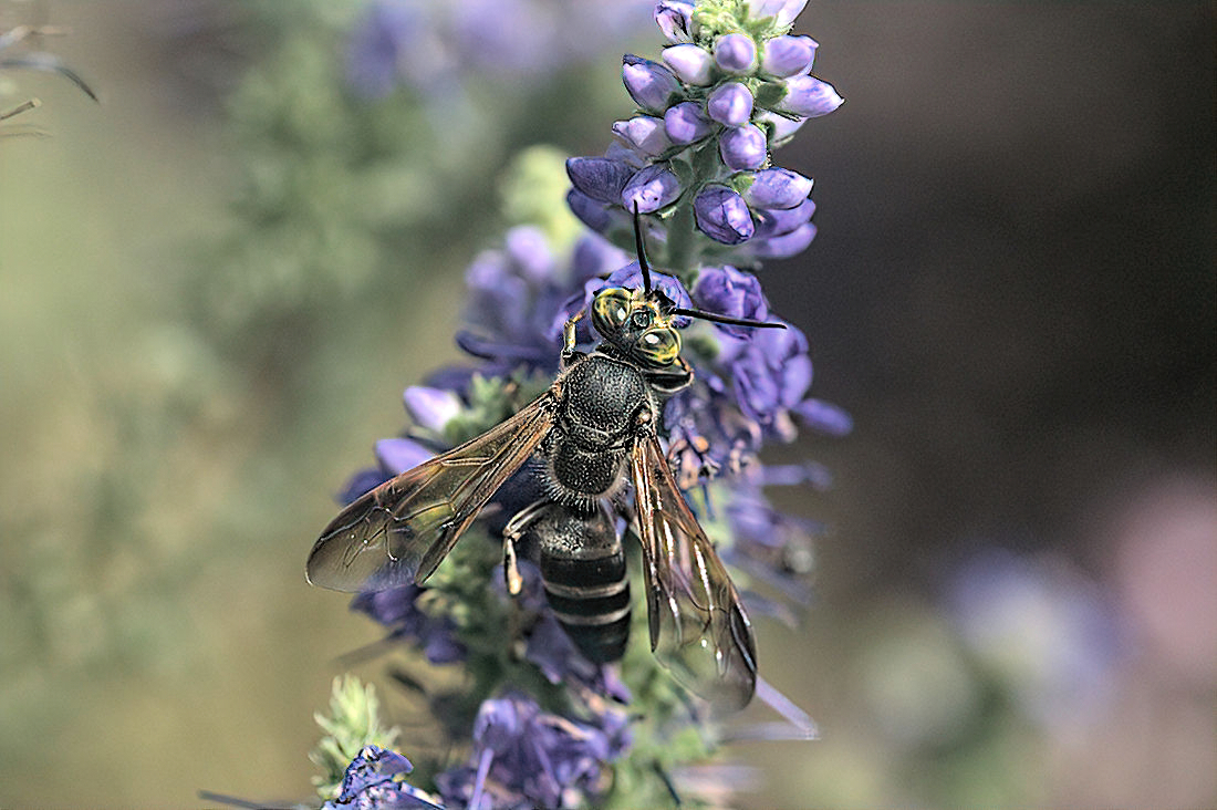 wasp