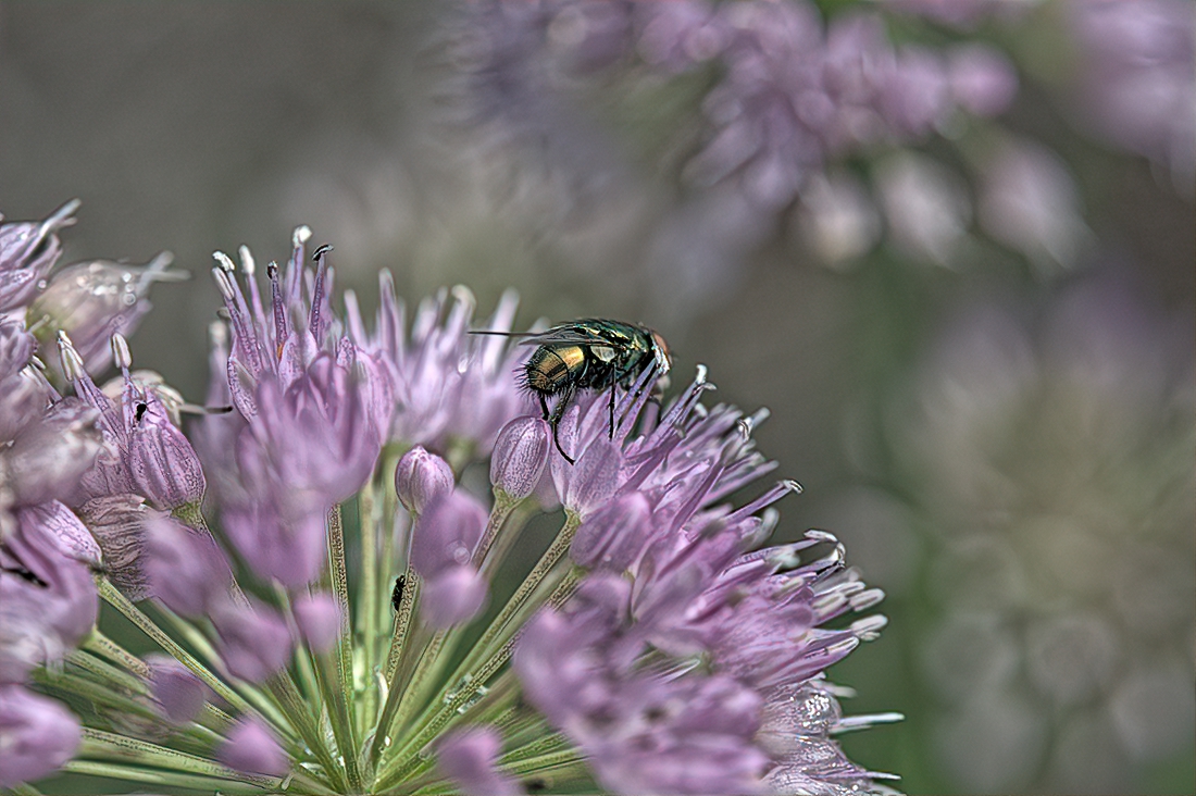 Fly