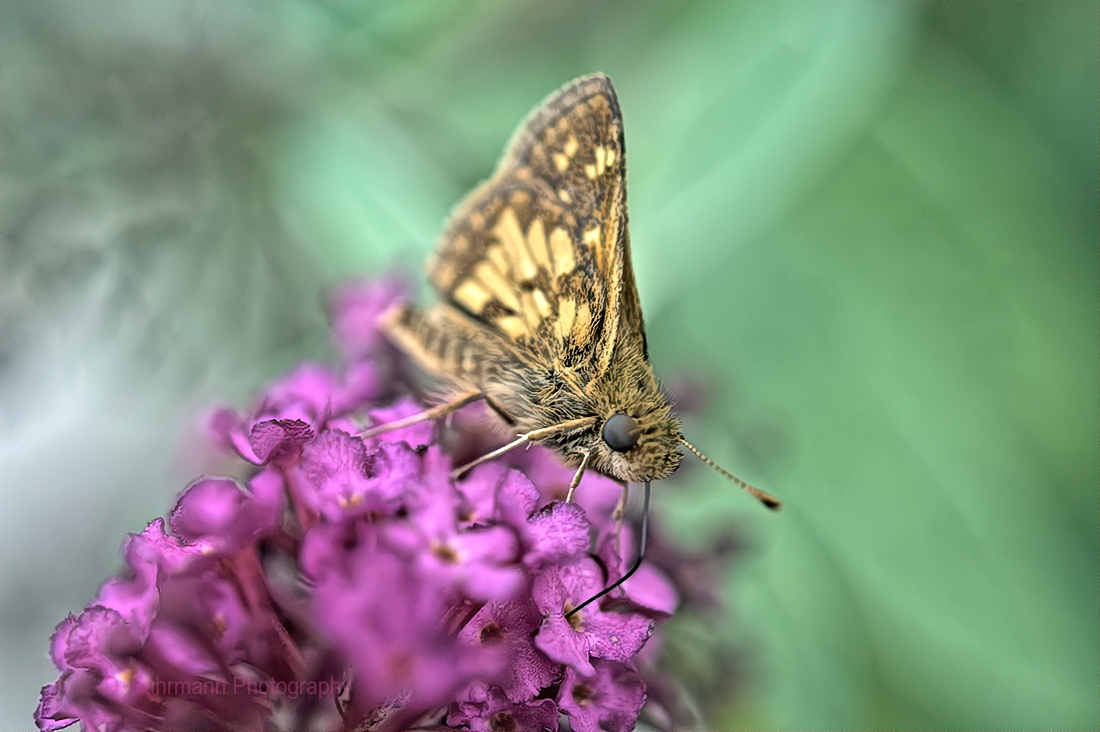 Skipper