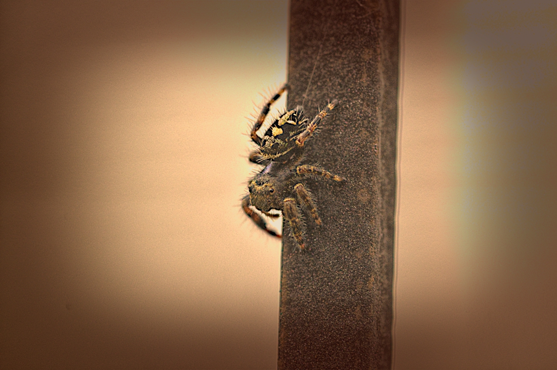 Jumping Spider