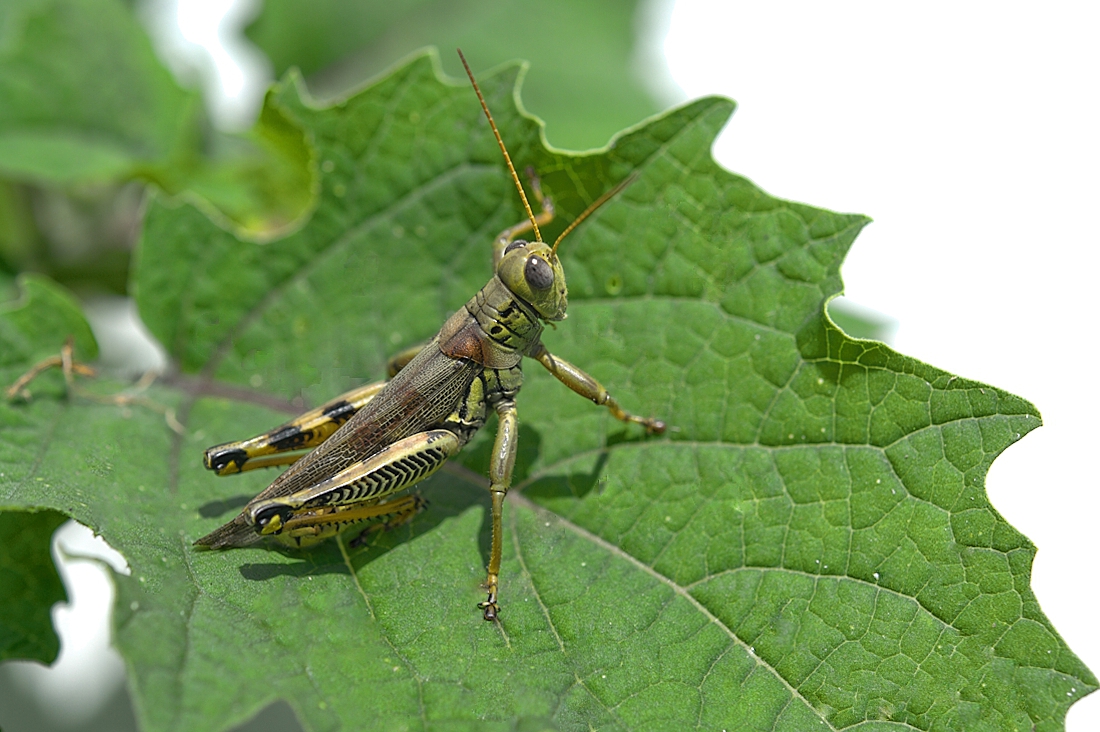 male differential grasshopper