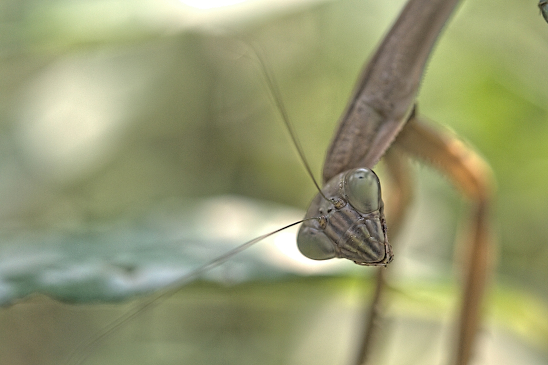Praying Mantis