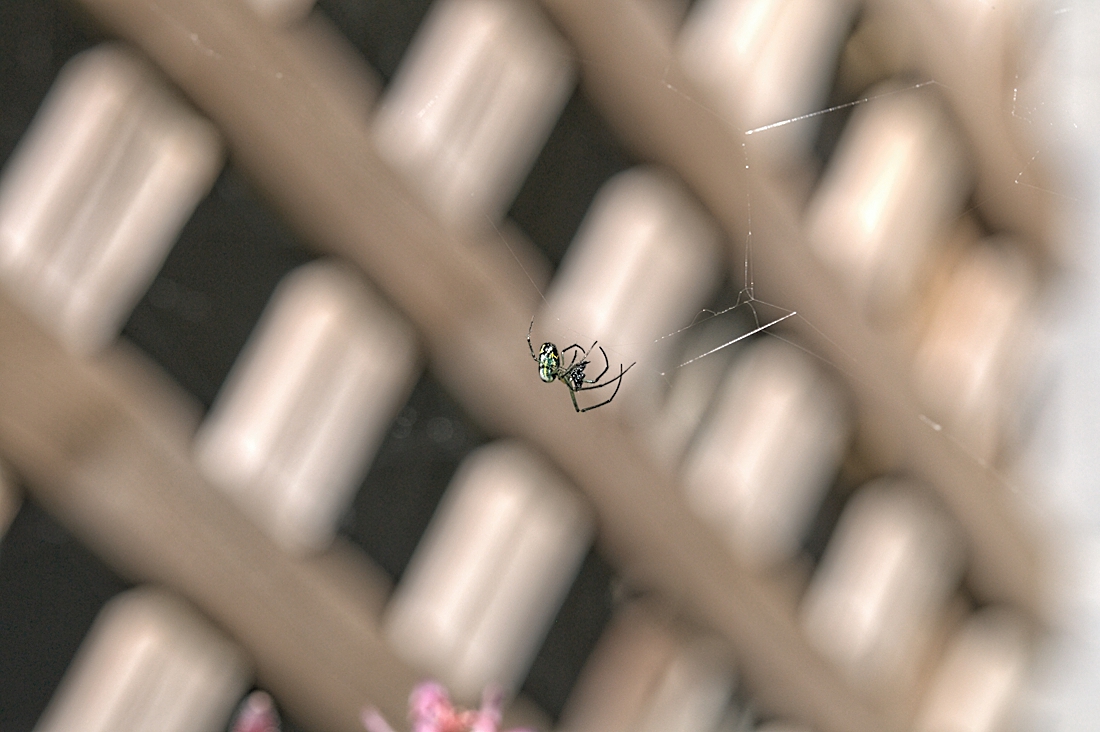 Spider
