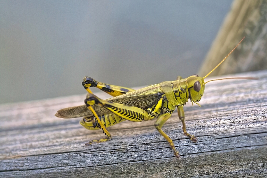 grasshopper-3