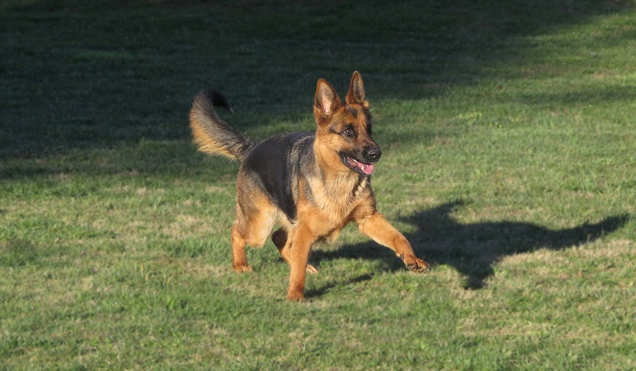Prancer
