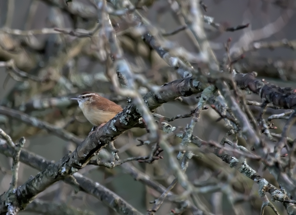 wren