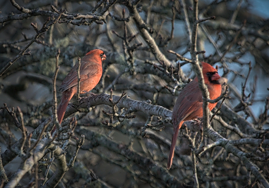 Male cardnals