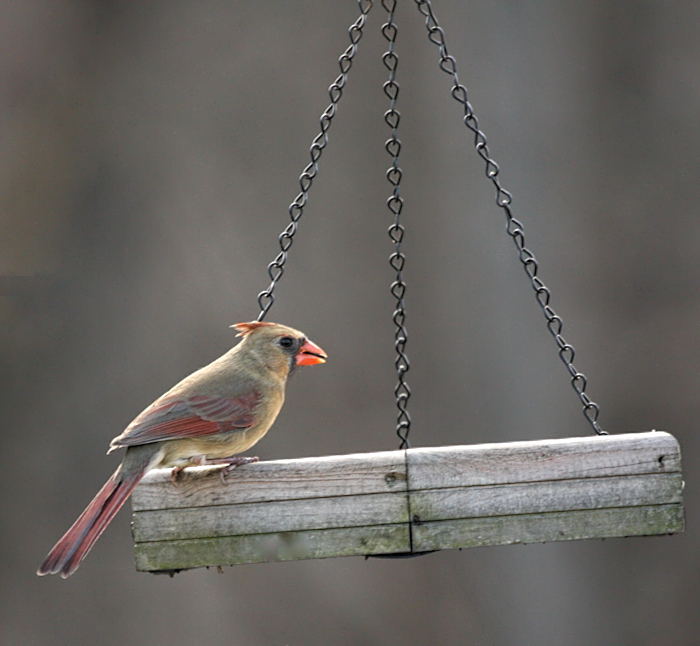 female cardinal
