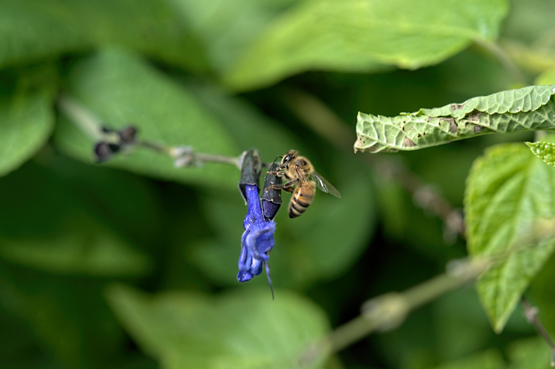 Honeybee