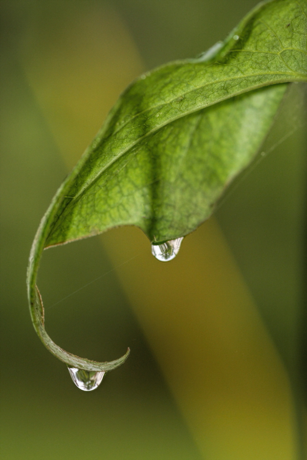 Dew Drops