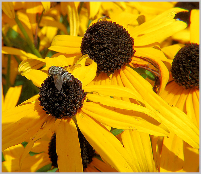 fly? On Sneezweed