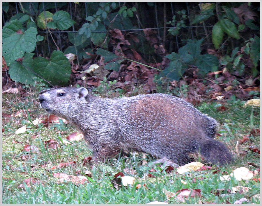 woodchuck