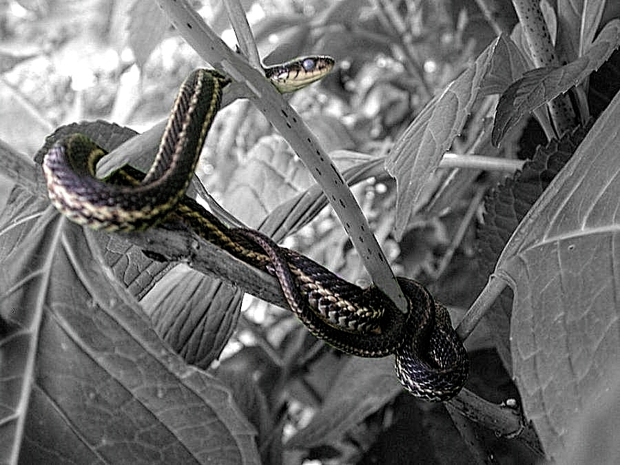 Black, White,  And color 2