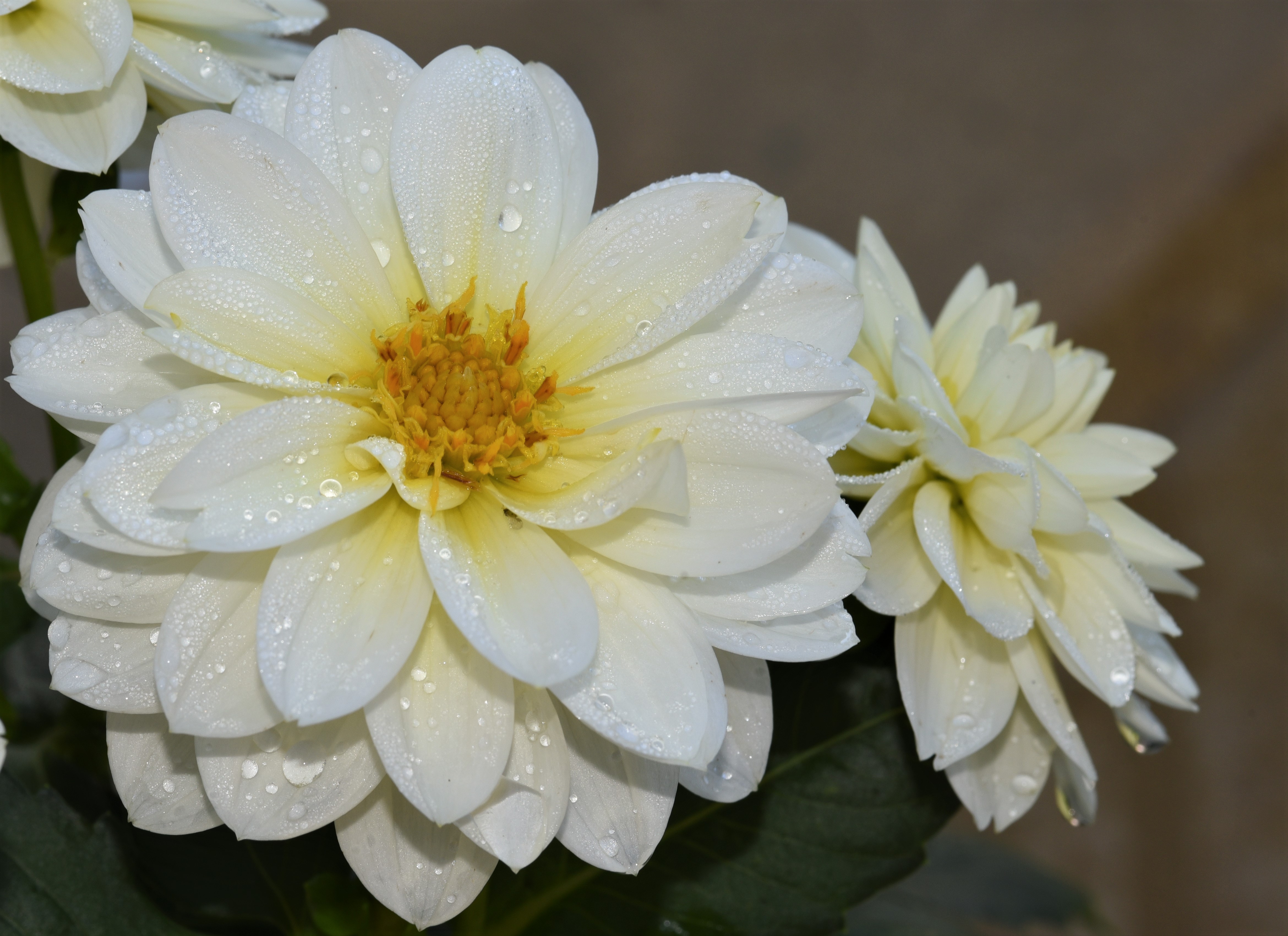 Dahlia