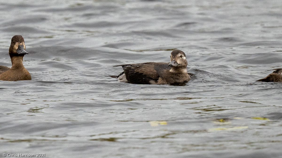 Long-tailed Duck