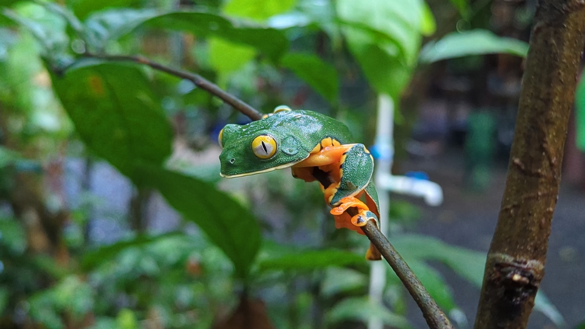 <i>Cruziohyla sylviae</i><br>Sylvias Tree Frog 