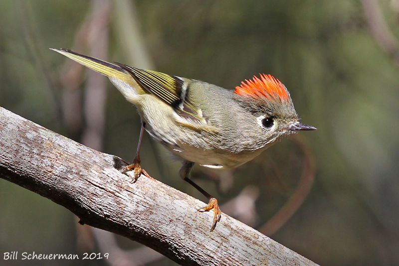 Ruby-crowned Kinglet