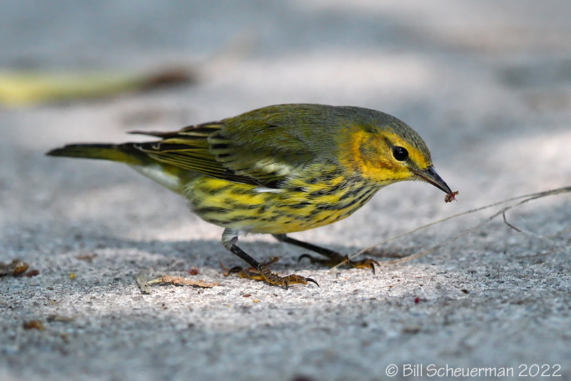 Cape May Warbler     