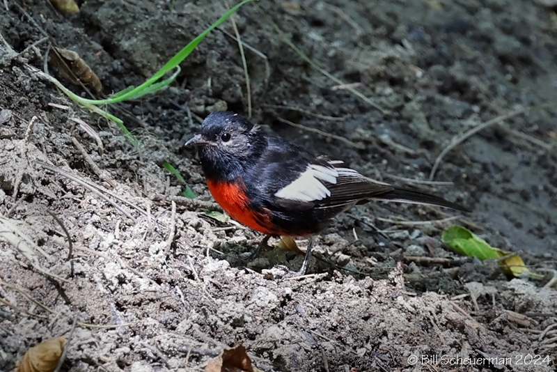 Painted Redstart         Mt Lemmon, AZ