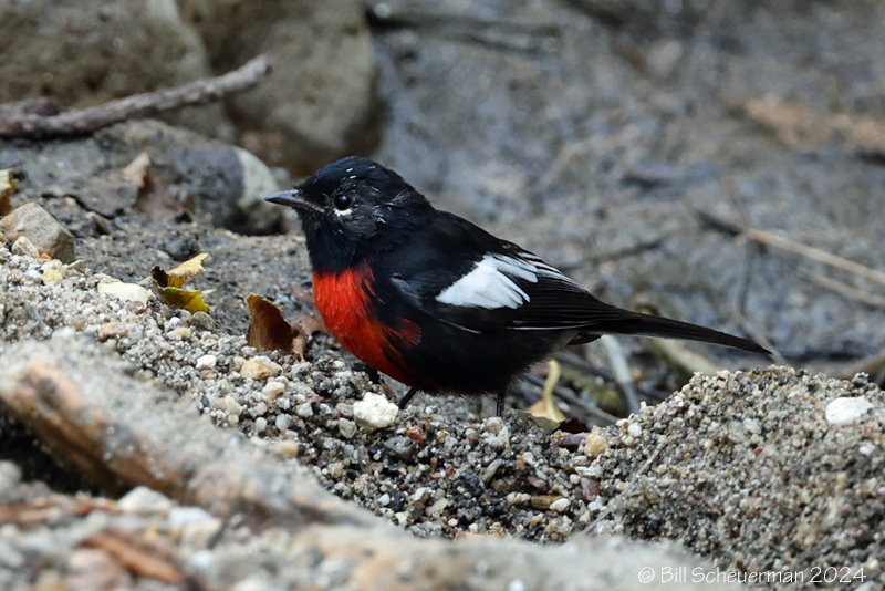 Painted Redstart         Mt Lemmon, AZ