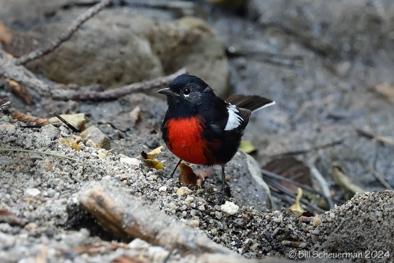 Painted Redstart         Mt Lemmon, AZ