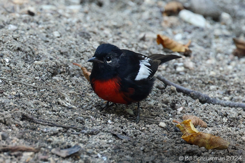 Painted Redstart         Mt Lemmon, AZ