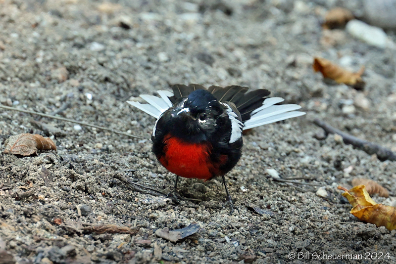 Painted Redstart
