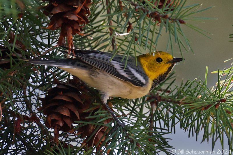 Hermit Warbler Mt. Lemmon, AZ