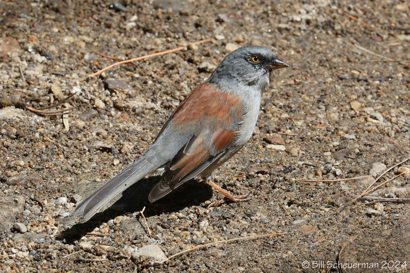 Yellow-eyed Junco