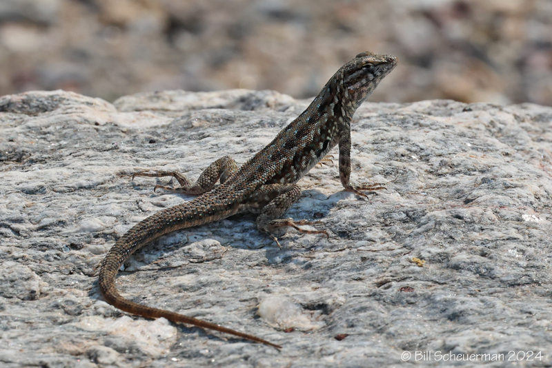 Common Slide-blotched Lizard