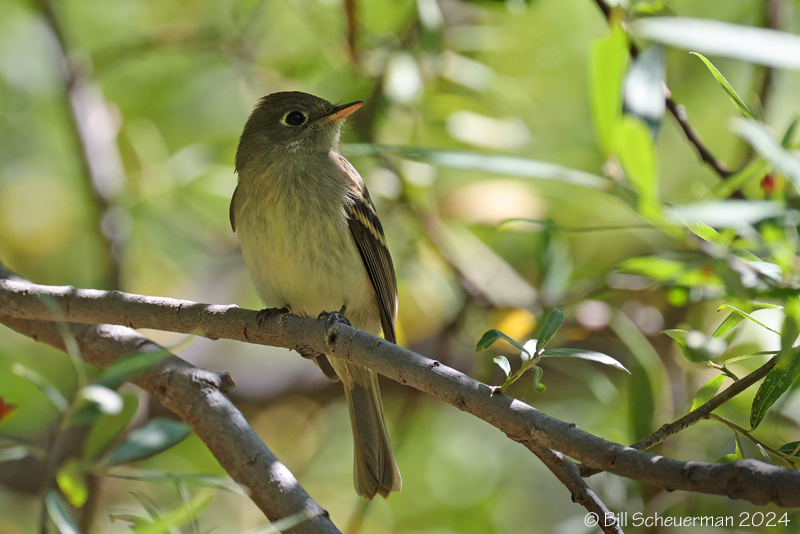 Western Flycatcher