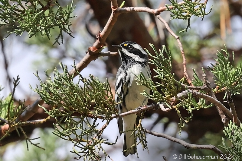 Black-throated Gray Warbler